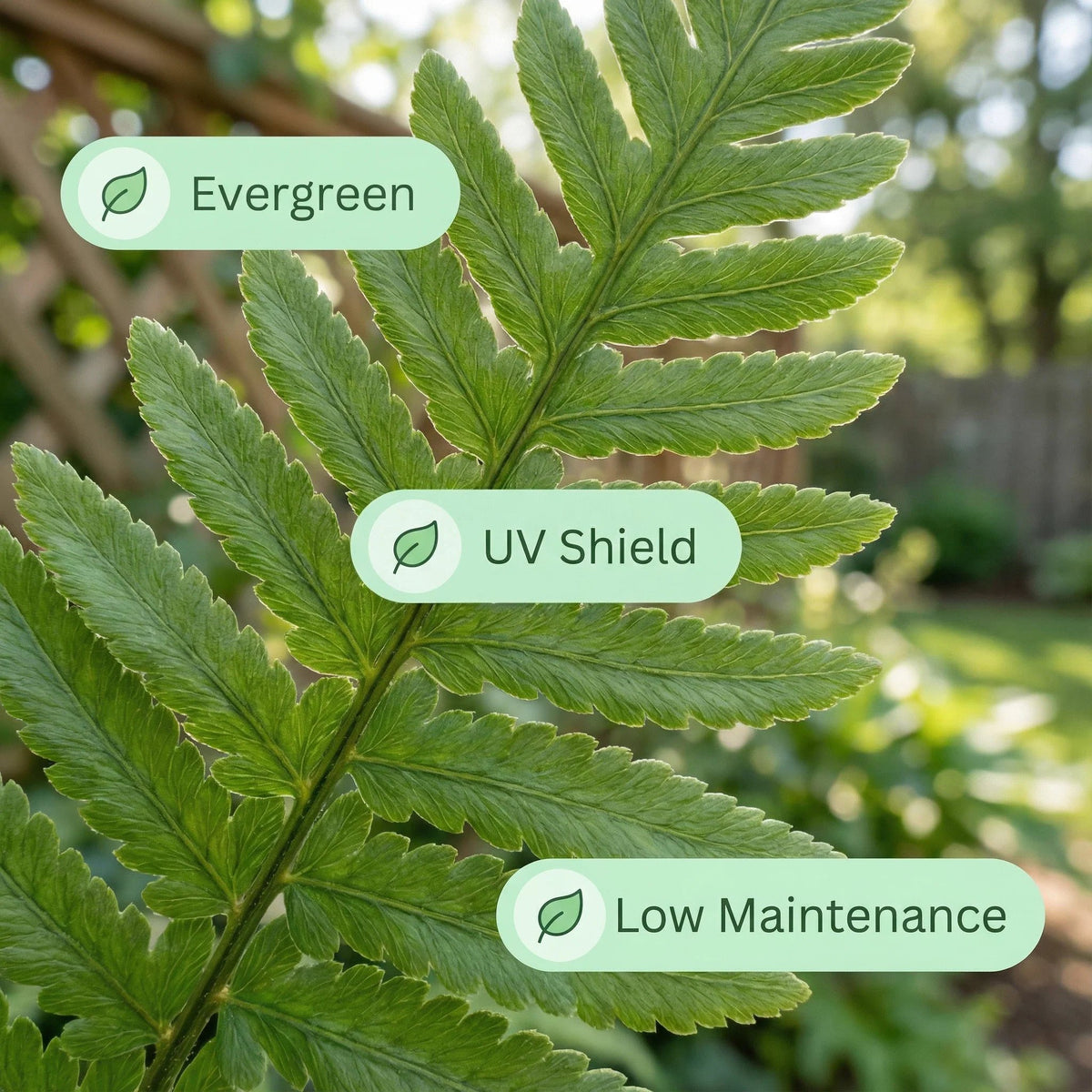Close-up of green fern foliage highlighting UV resistance and low maintenance