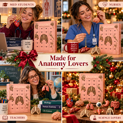 2026 Anatomy Advent Calendar – 24 Days of 3D Resin Organ Ornaments